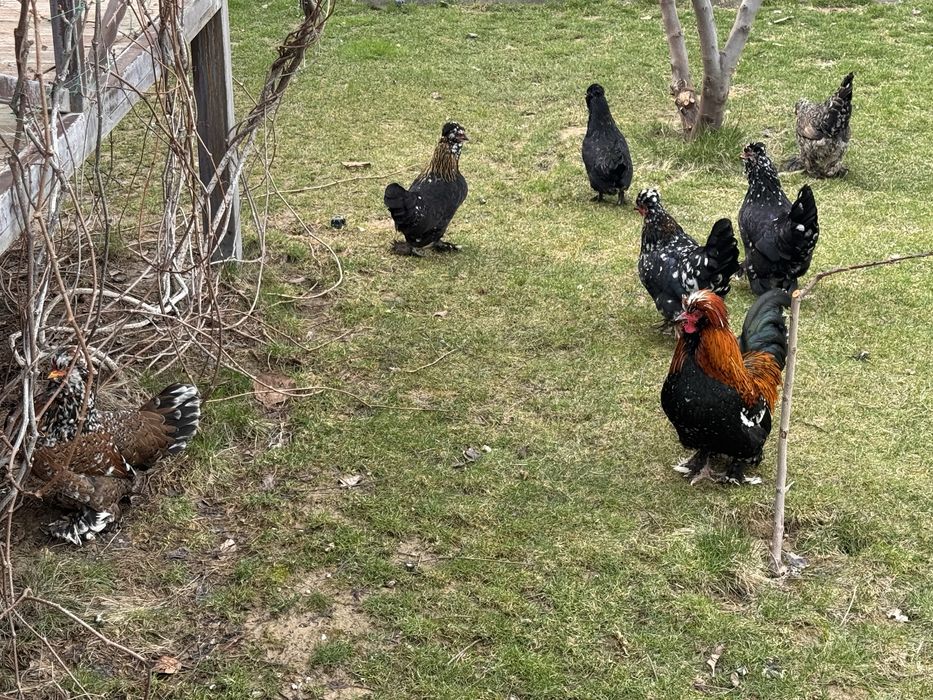 Инкубационные яица