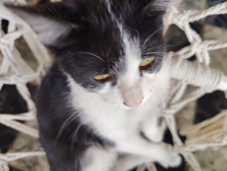 Остался всего один котенок