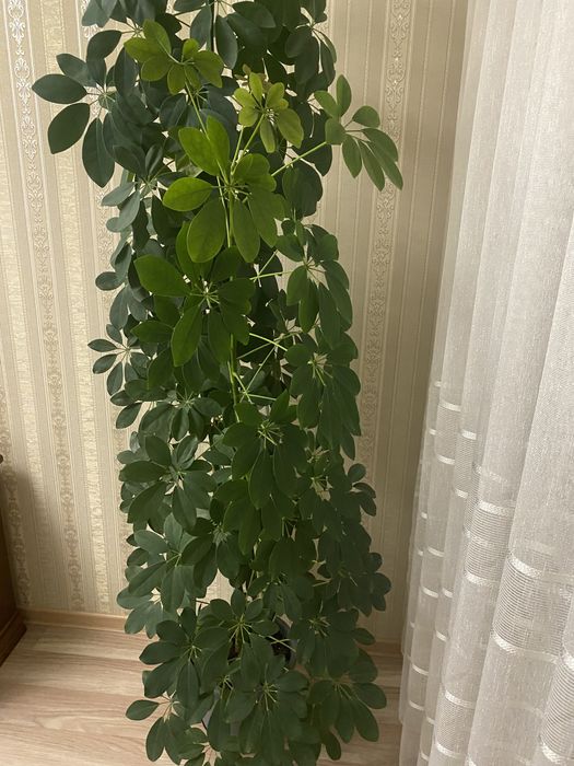 Цветок домашний Шефлера