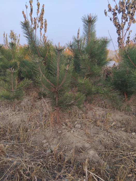 Archa ko'chatlari sotiladi