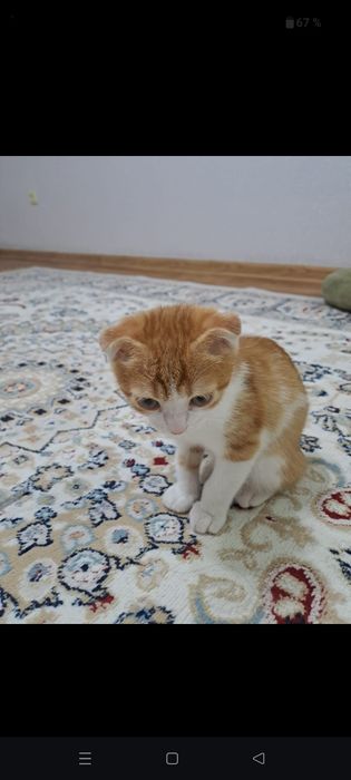 Отдам котенка в хорошие руки.