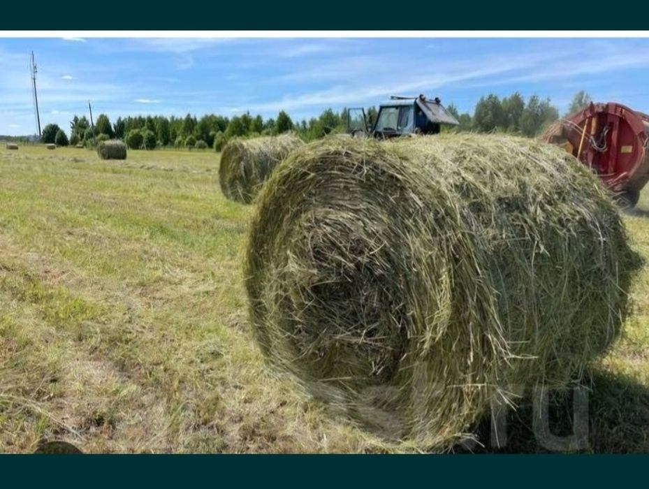 Продам сено в рулонах
