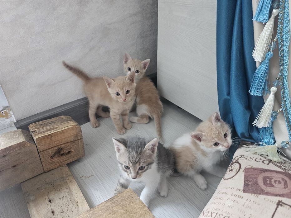 Милые котята, отдам даром