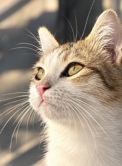 Кошка (котенок) ищет дом