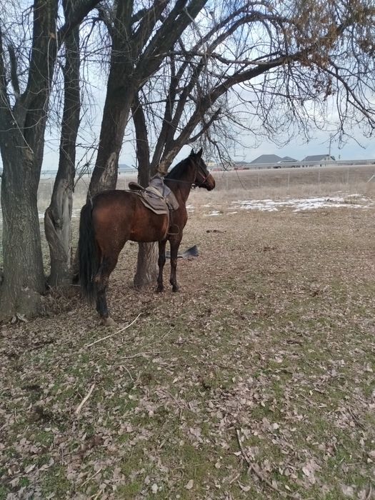 Айғыр бесті Жеребец