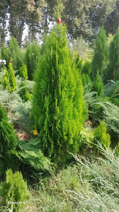 Archa va Manzarali daraxtlar Dexqondan Surxondaryo Sariosiyo