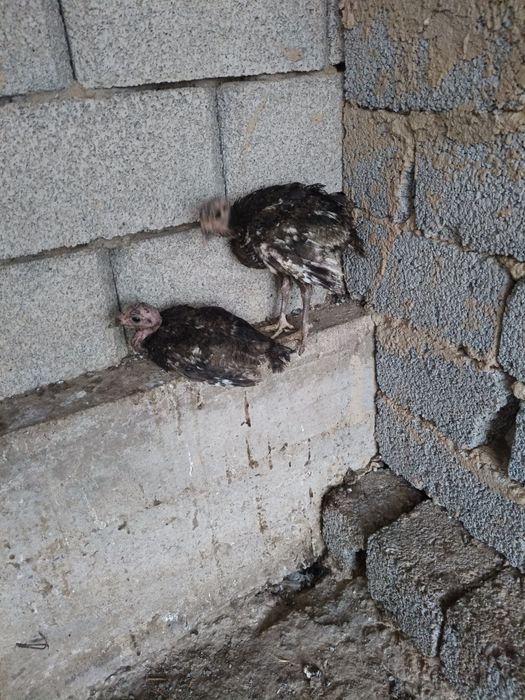 Ундиктер сатылады