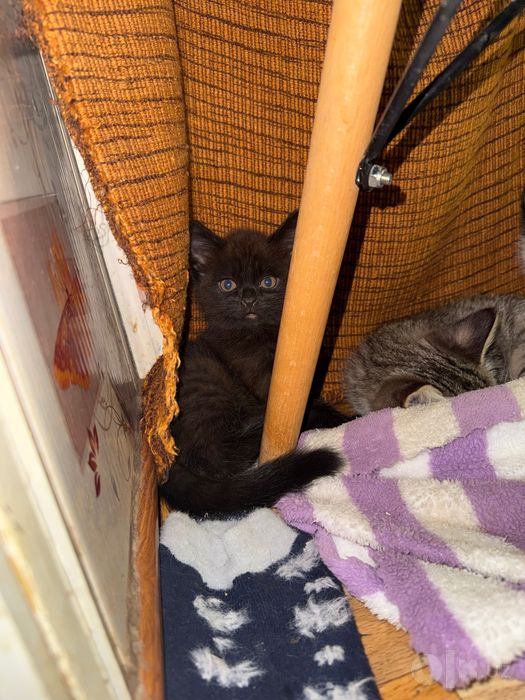Отдам котят в хорошие руки
