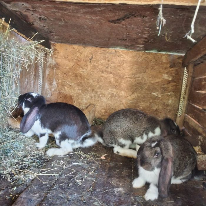 Uriaș german,fluture german și berbec german