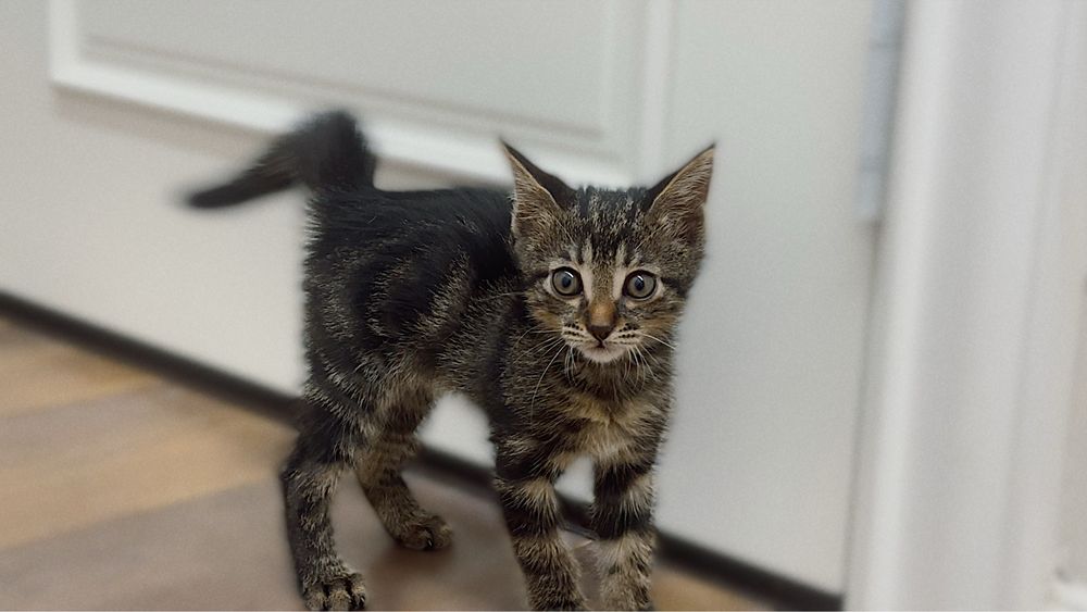 Котенок ищет дом