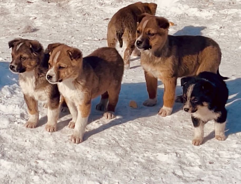 Щенки 3 мес. В добрые руки!