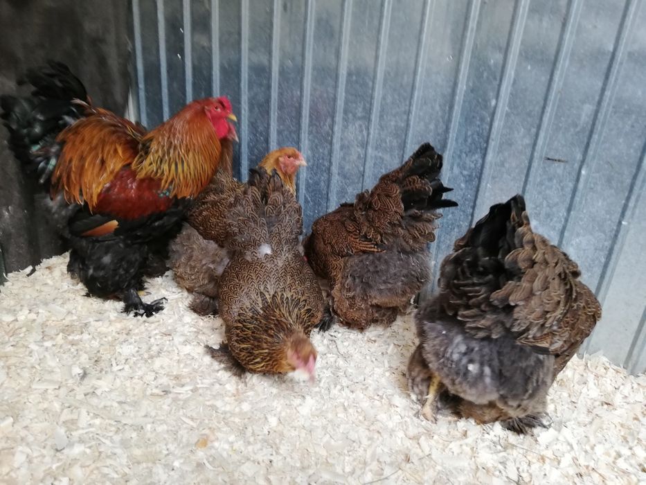 Vind oua ptr incubat