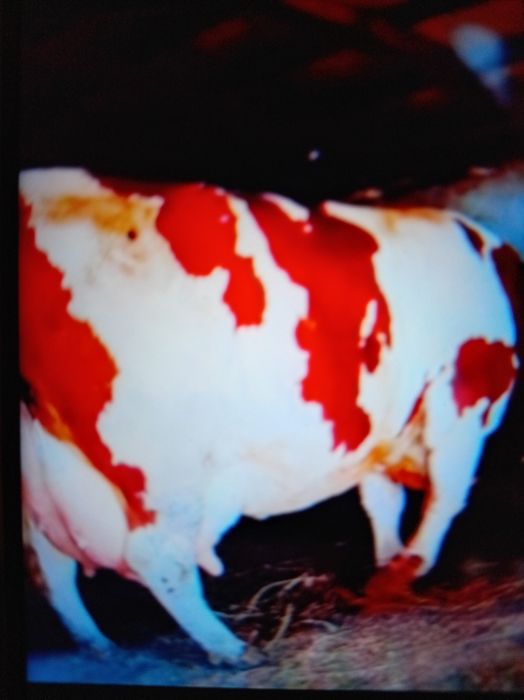 Vind vacă foarte frumoasă Bălțată românească germană