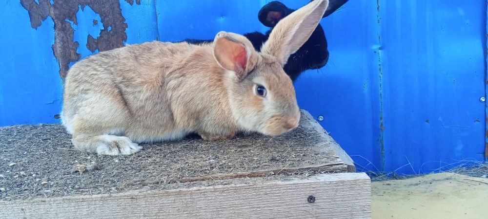 Продам кролих 4,5 месеца