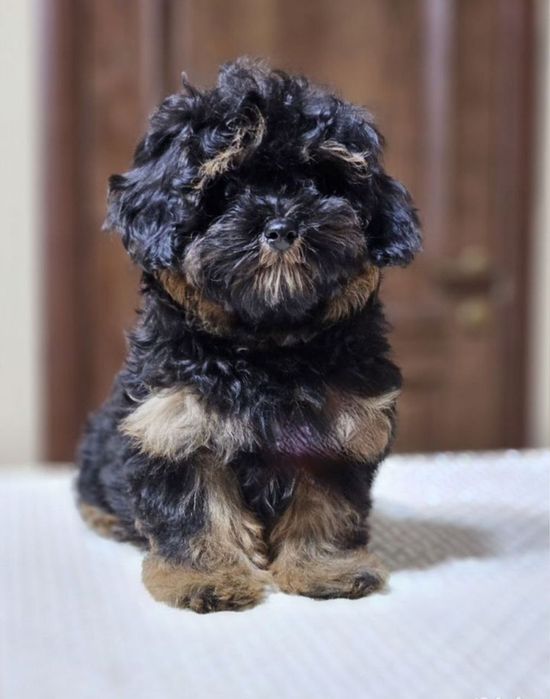 Девочка мальтипу F1, мини.