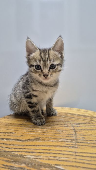 отдам котят в хорошие руки 
котятам 2 месяца 
приручины к лотку 
корм