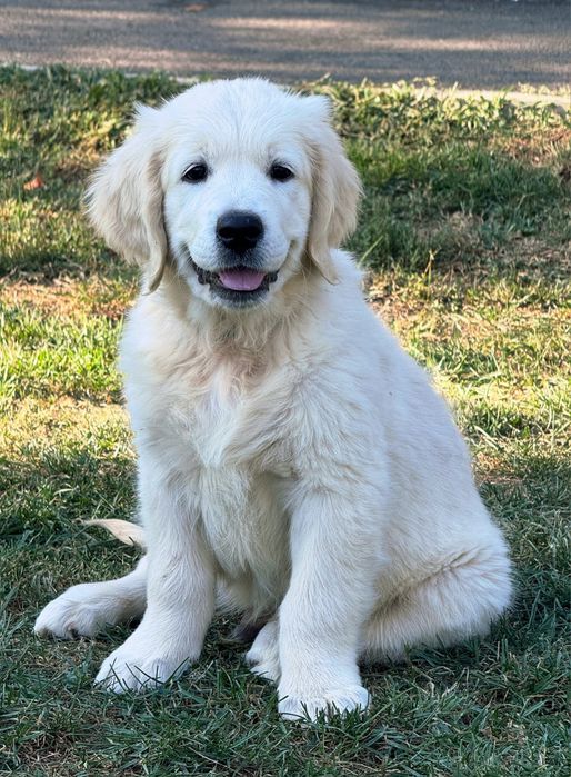 Pui Golden Retriever