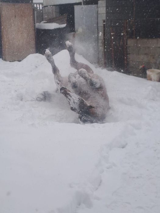 Семіз  жылқы сатылады