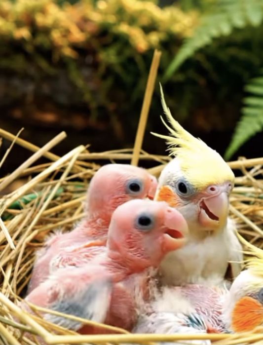 Vand papagali nimfa Constanta