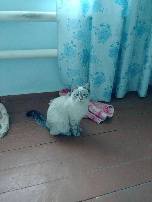 Отдам двух замечательных кошек в добрые руки!