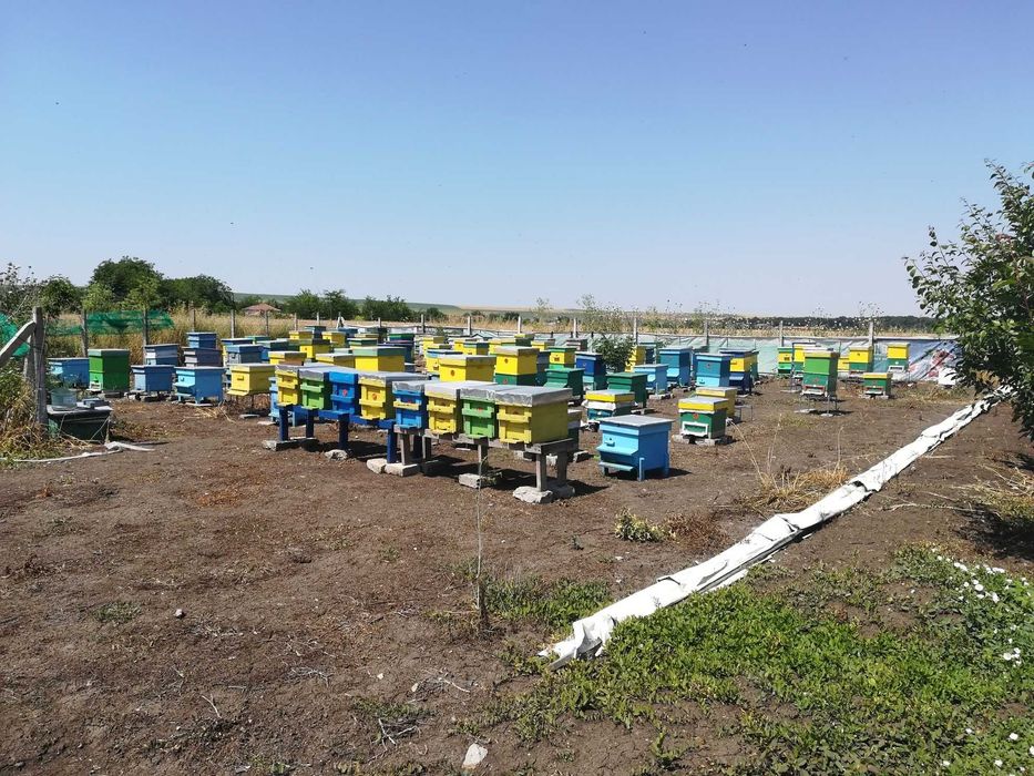 Пчелни семейства