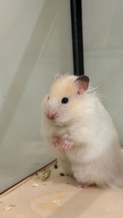 Хомяки сирийские короткошерстные и длинношерстные