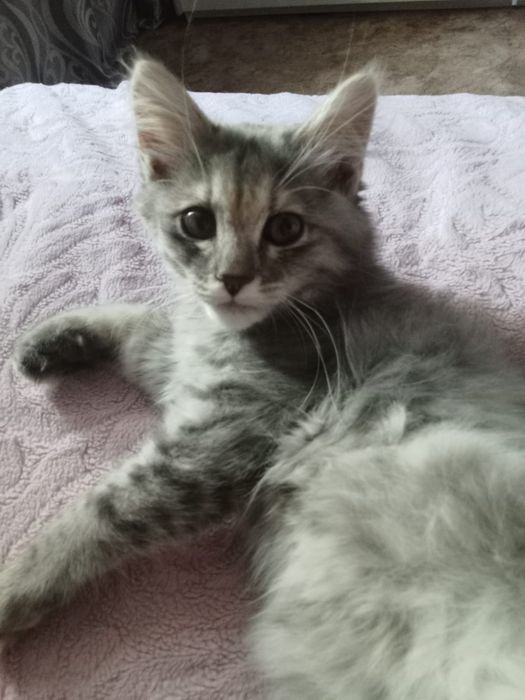 Отдам котенка в добрые руки