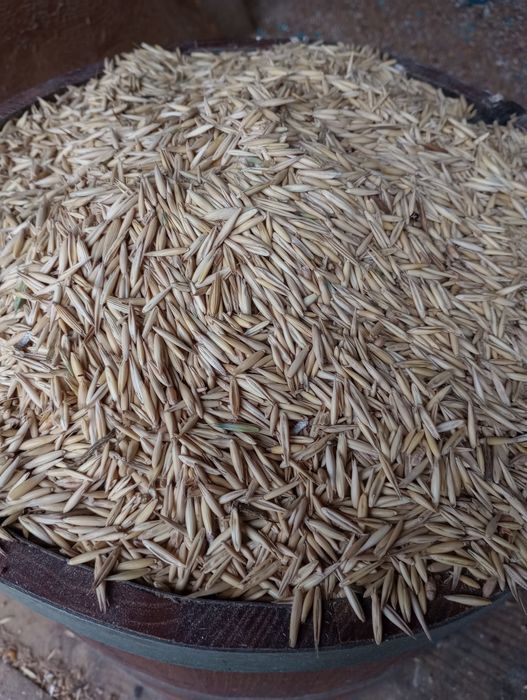 Vând ovăz producție 2025