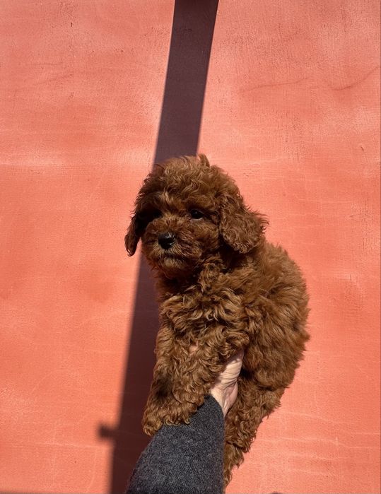 Продавам той пудел - момче Възможна доставка