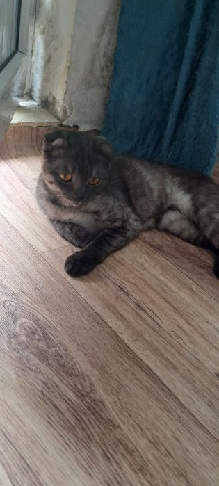 Отдам кошку в добрые руки