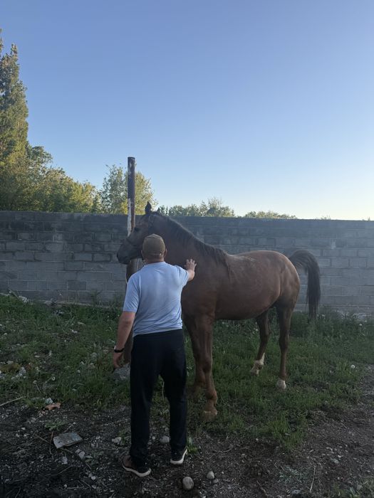 Айғыр сатылады 6 жасар