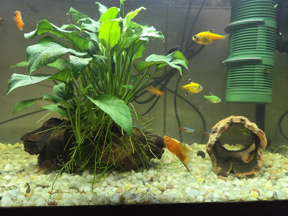 Pesti de acvariu (Xipho si guppy)
