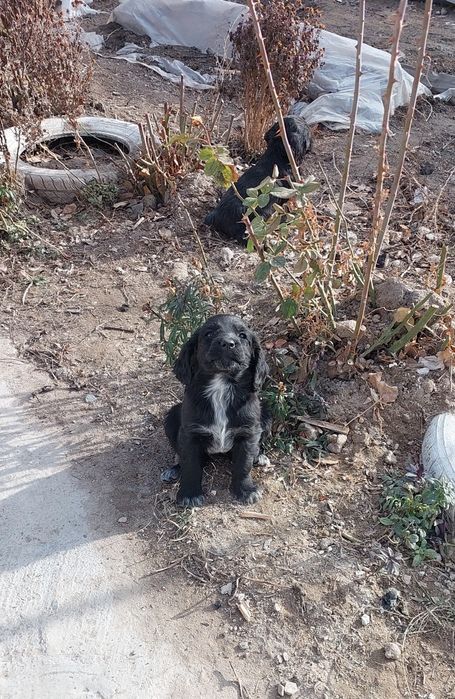 Продам щенков спаниеля