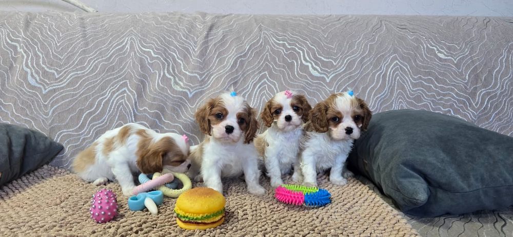 Замечательные щенки Кавалер Кинг Чарльз Спаниель