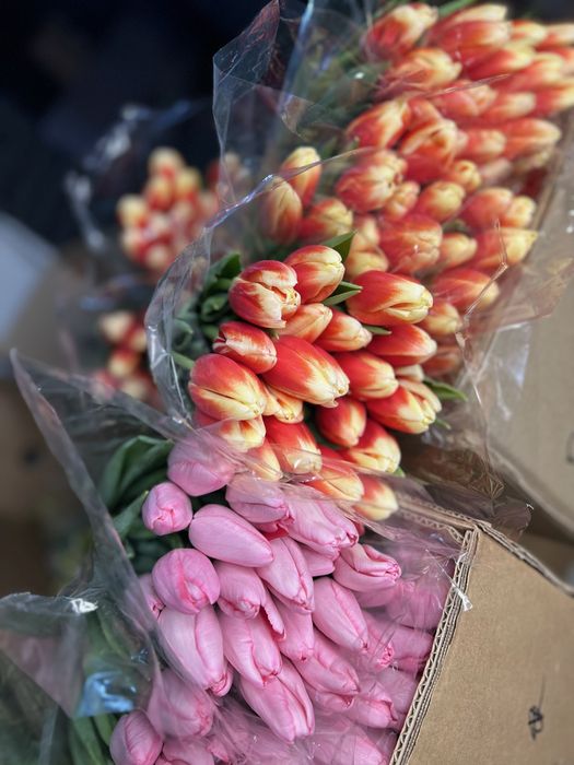 Тюльпаны к 8 марта