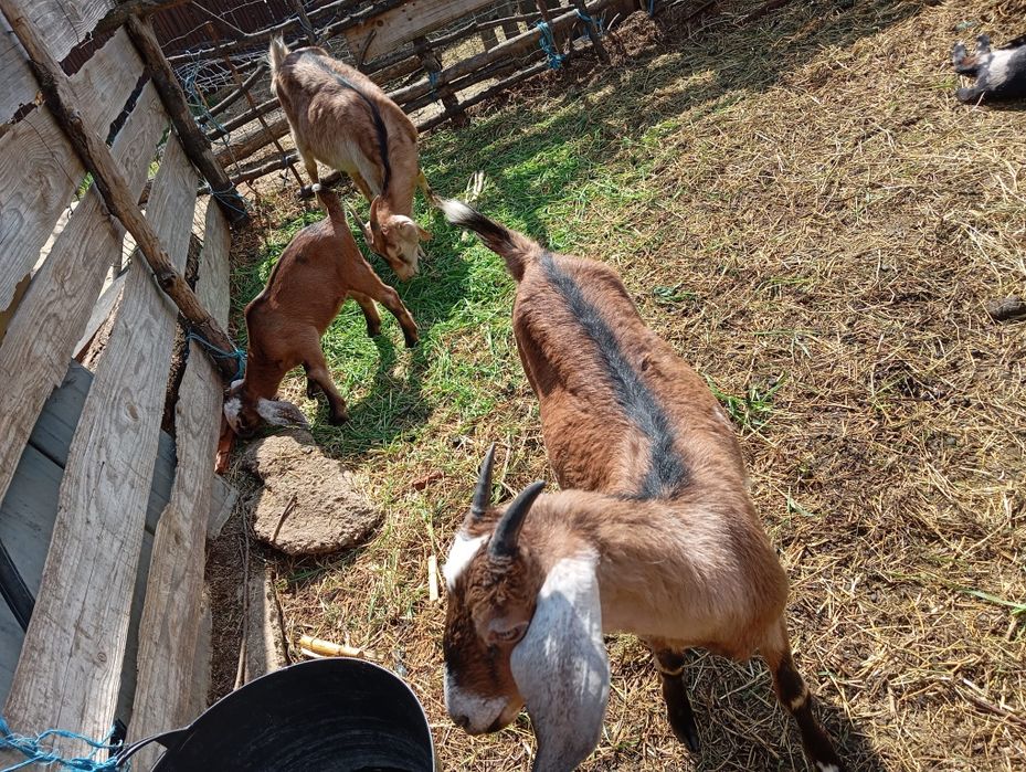 Țăpișor și capra anglonubian