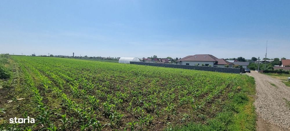 1 ha teren in Catamarasti Deal