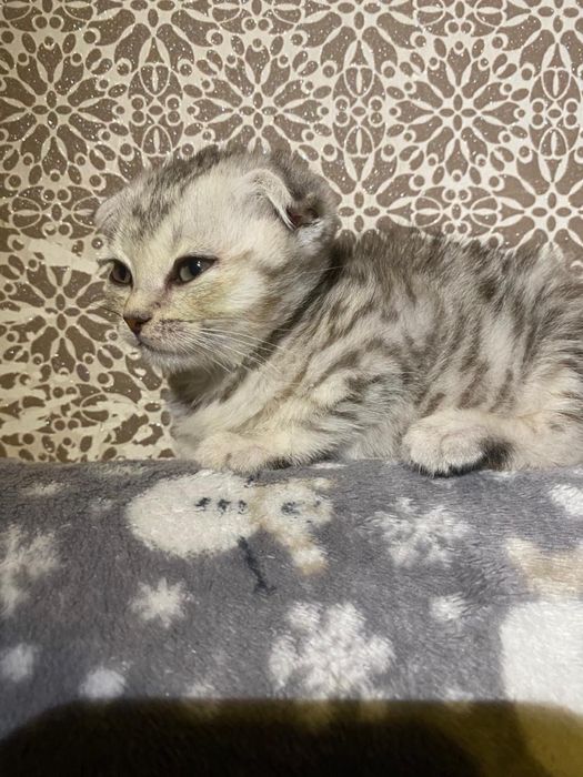 Продам шотландских котят