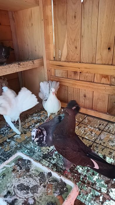 porumbei voltati ( rotati) curcanasi