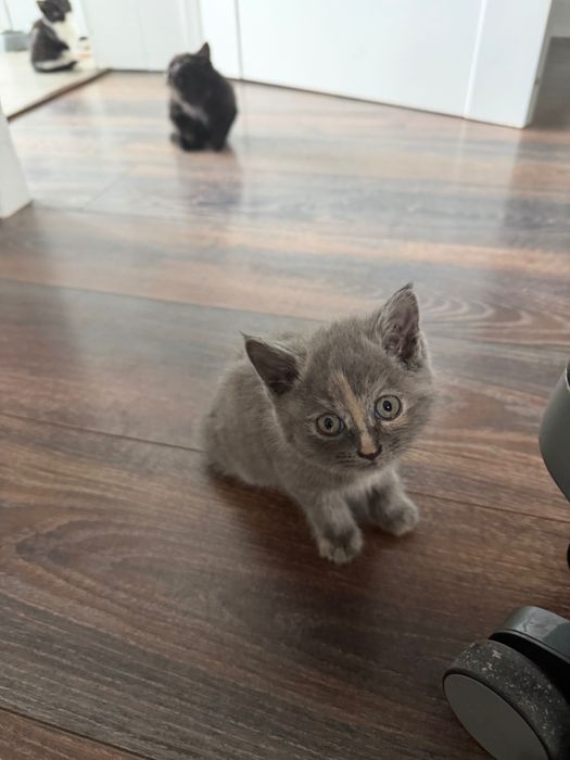 Отдам котенка в добрые руки