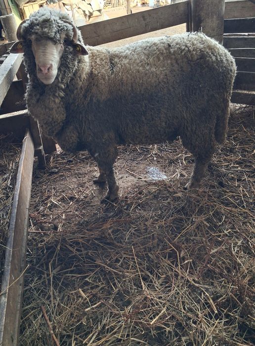 Vând berbec merinos de palas mior.