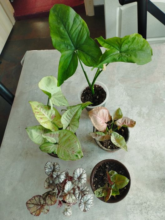 комнатные цветы не дорого