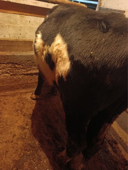 Продам бычка