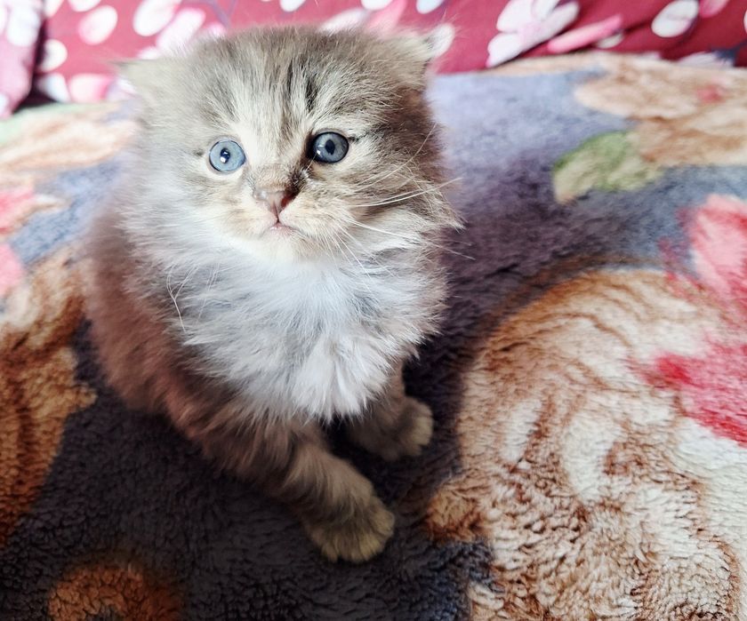 Mushuk bolalari sotiladi. Onasi skotsh vold. Otasi turetskiy angora.