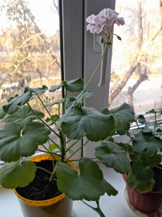 Продам комнатные цветы