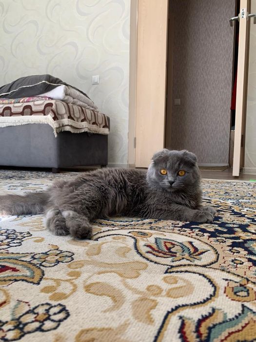 Шотландская кошка