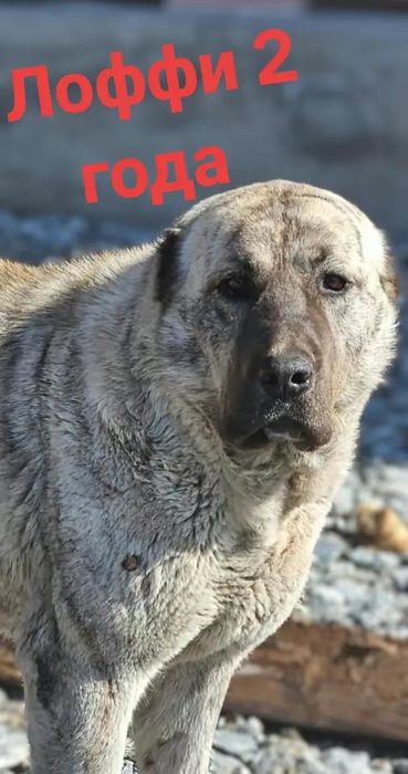 Шикарная девочка , тяж с отл родословной