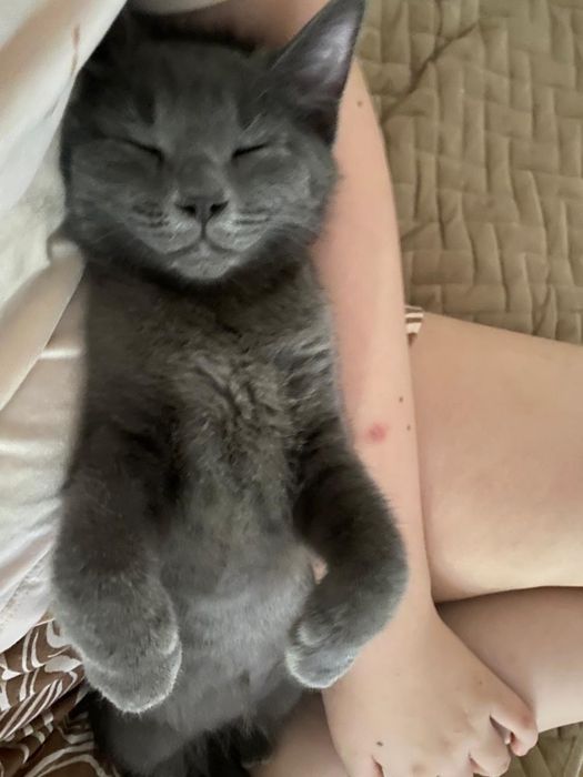Ищем дом для милой кошечки!