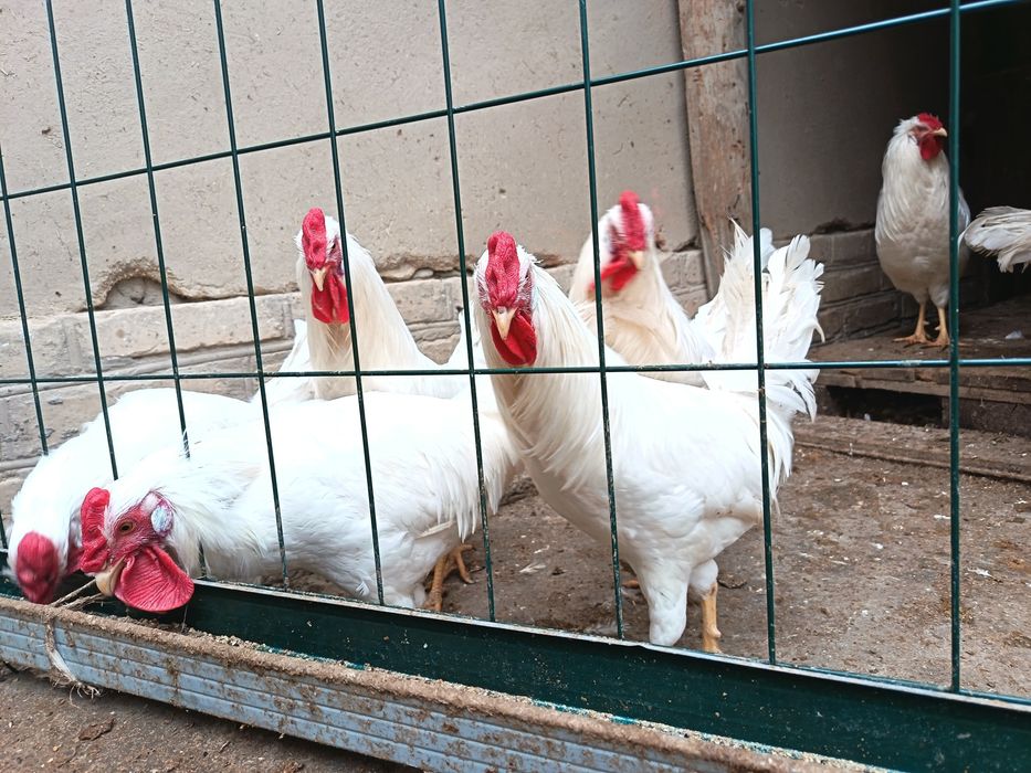 Леггорн стандарт ху́розлари сотилади...