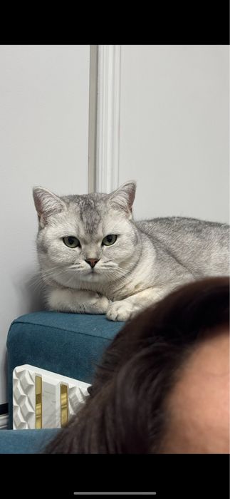 Британская порода сатылады